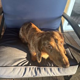 June - Dachshund