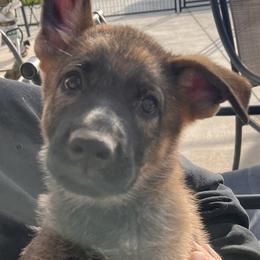 German Shepherd Puppies from Vom Haus Denfors K9
