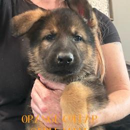 Orange Collar - Sable male German Shepherd puppy in Canterbury, Connecticut from Nachtwaechter German Shepherds, LLC