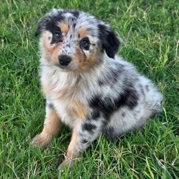 Maverick - Blue male Companion Cross puppy in Artois, California from Aloe Aussies