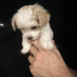 Maltipoo Puppies from Fox Family