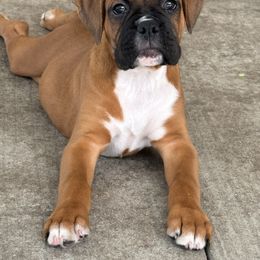Boxer Puppies from Starlight Boxer Corner