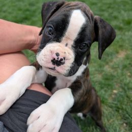 Rocky - Brindle Boxer puppy in Wellington, Ohio from Brinkhaven Boxers