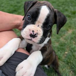 Rocky - Brindle Boxer puppy in Wellington, Ohio from Brinkhaven Boxers