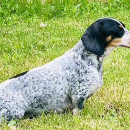 Sydney - Dachshund