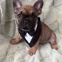 French Bulldog Puppies from Rebecca White