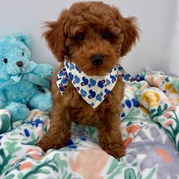 Cole Blue (Boy 2) - Red  male Poodle puppy in Miami, Florida from Katy's Toy Poodles & Doodles
