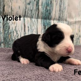 Violet - Black and white female Sheepadoodle puppy in Taber, Idaho from Son of a Poodle Sheepadoodles