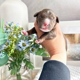 River - Chocolate male Australian Labradoodle puppy in Palmdale, California from Heavenly Doodles