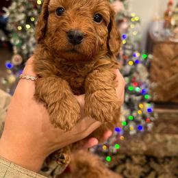 Goldendoodle Puppies from Sunnydoodle Utah