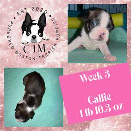 Callie - Black and white female Boston Terrier puppy in Jupiter, Florida from CJM Boston and Boxer Puppies