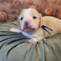 Jack - Cream male Dachshund puppy in Romney, Indiana from Brown's Valley Dachshunds