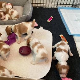 Brittany Puppies from Fox Mtn Brittanys