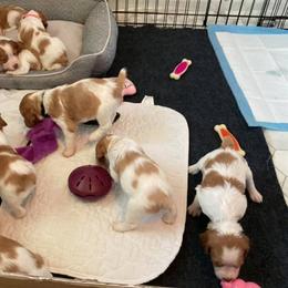 Brittany Puppies from Fox Mtn Brittanys