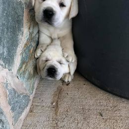 Labrador Retriever Puppies from BOI Gulf Coast Labradors