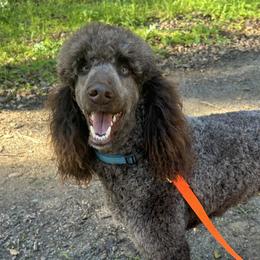 Calcifer - Poodle