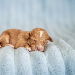Maltipoo and Poodle Puppies from Little Toy Poodles