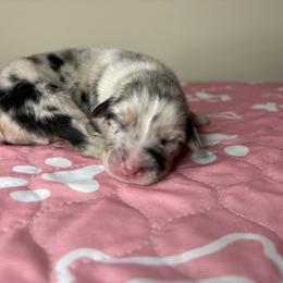 Australian Shepherd Puppies from Good Karma Aussies