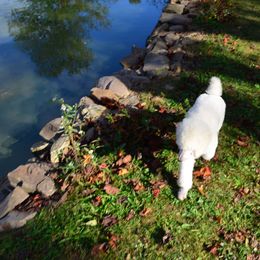 Poodle Puppies from D and D Standard Poodles