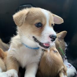 Pembroke Welsh Corgi Puppies from Cahas Corgis
