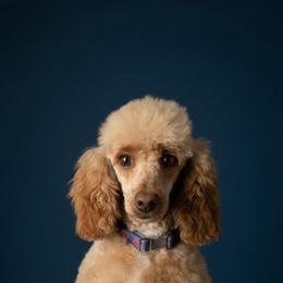 Zari - Poodle