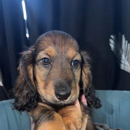 Charmander - Red male Dachshund puppy in Tampa, Florida from EntityDachs