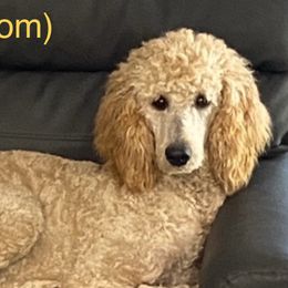 Macy - Poodle