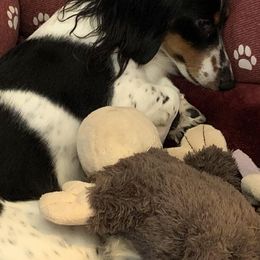 Dachshunds from TJ Dachshunds