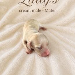 Mater - Cream male Dachshund puppy in Indiantown, Florida from Turquoise River Minature Dachshunds