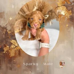 Sparky - Red  male Goldendoodle puppy in Canton, Georgia from Teddy Puppies