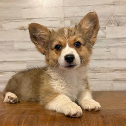 Dolly - Red female Pembroke Welsh Corgi puppy in Mc Cammon, Idaho from Sunny J Corgis and Mini Americans