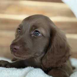 Greyson - Chocolate male Dachshund puppy in Newport, Tennessee from Justice Doxies