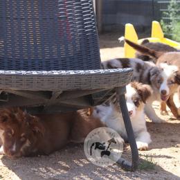 Australian Shepherd Puppies from Dawn 2 Dusk Ranch
