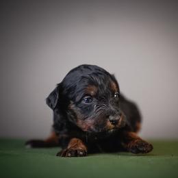 Francesca - Black female Schnoodle puppy in Caldwell, Idaho from Boise Doodle Co.