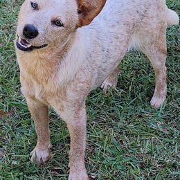 Tivali - Australian Cattle Dog