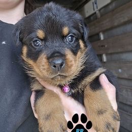 Pink - Black and mahogany Rottweiler puppy in Tangent, Oregon from Raya's Royals