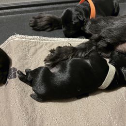 Gray Collared - Black male Miniature Schnauzer puppy in Prescott, Washington from Winona Schnauzers