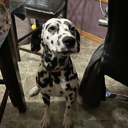 Dalmatian Puppies from Hallmark Dalmatians;