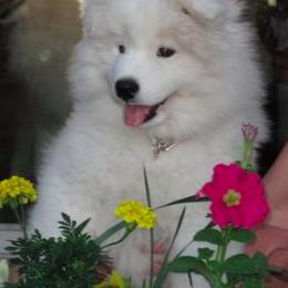 Samoyed Puppies from Firecloud Samoyeds