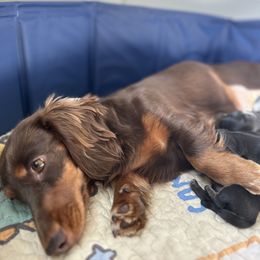 Dachshund Puppies from Pigeon Hill Dachshunds