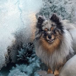 Mulley - Pomeranian
