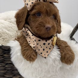 Australian Labradoodle and Labradoodle Puppies from Doodles_Ko