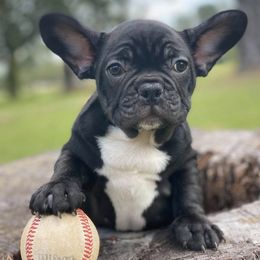 French Bulldogs from Playbill French Bulldogs