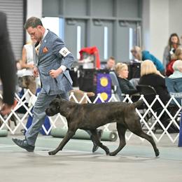Daisy - Cane Corso