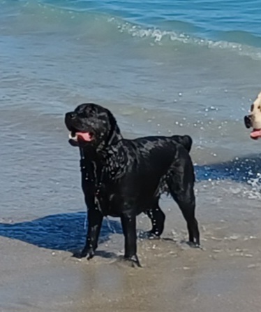 Labrador Retriever Puppies from Spirit Oaks Labrador Retrievers