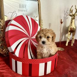 Boy 3 - Apricot male Cavapoo puppy in Nampa,, Idaho from Clig Doodle Days