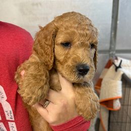 Red Collar - Red  male Goldendoodle puppy in Winchester, Tennessee from Mahaffey’s Doodles
