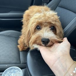 Gina - Cavapoo