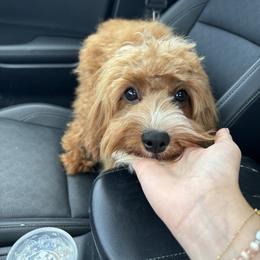 Gina - Cavapoo
