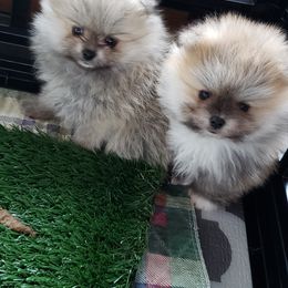 Pomeranian Puppies from Janet Clifton